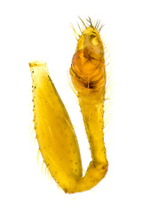 Rhomphaea sp. "Chocolate Chips" © Paul Ng  • Male Palp • Ventral • ♂ • Adult